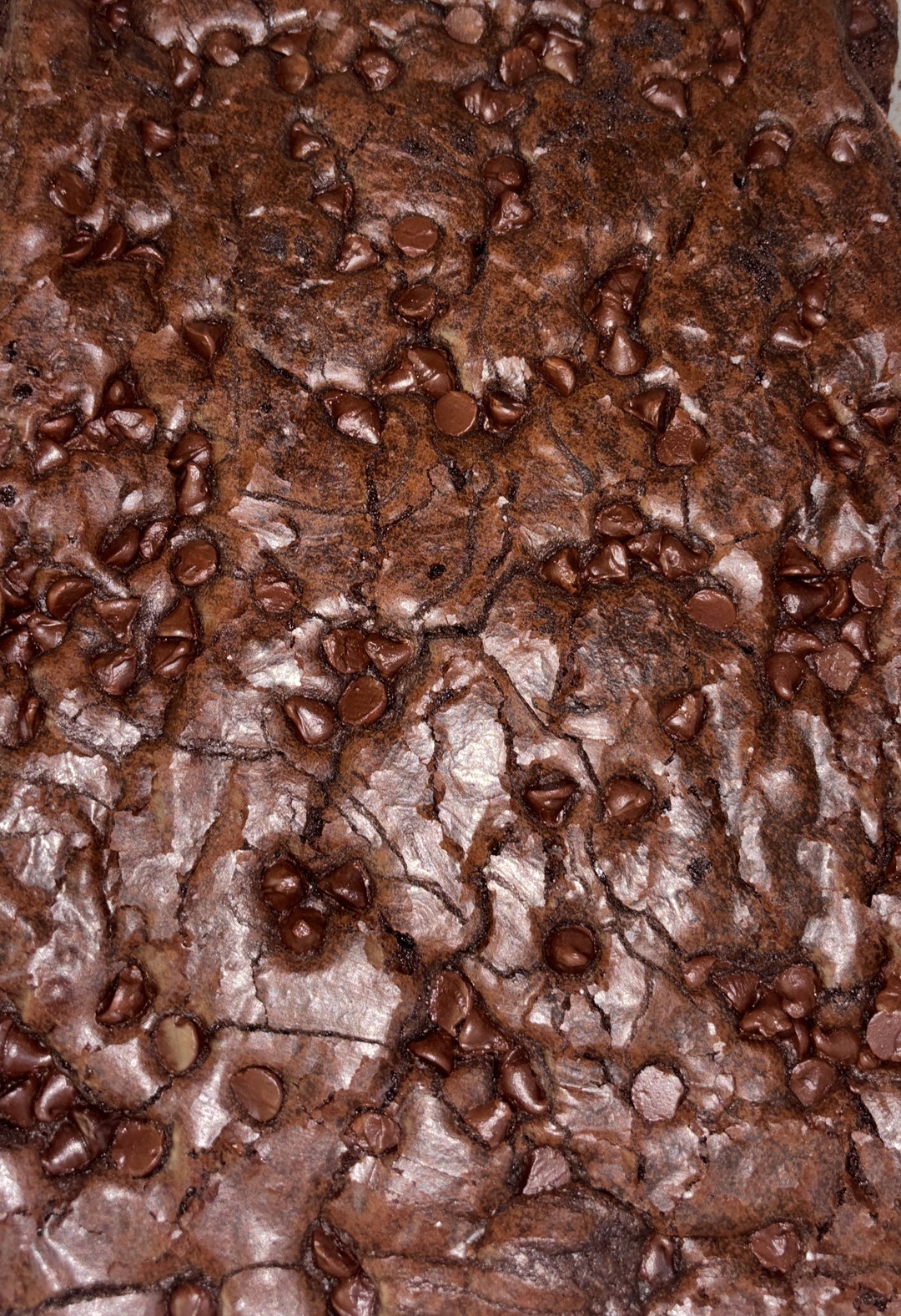 Chocolate Chip Brownies