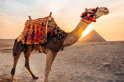 5 Days 4 Nights Egypt travel package to Cairo And Luxor & Abu Simbel