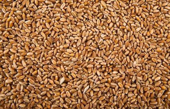 Wheat -1 cup _0