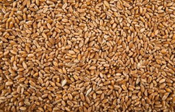 Wheat -1 cup 