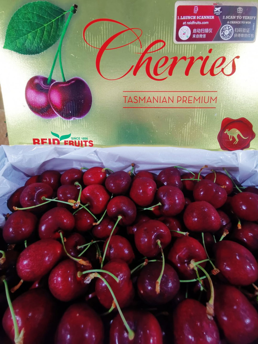 Tasmania Cherry 30+mm