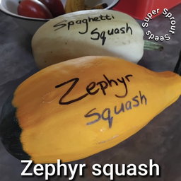 Zephyr squash x 6 seeds 
