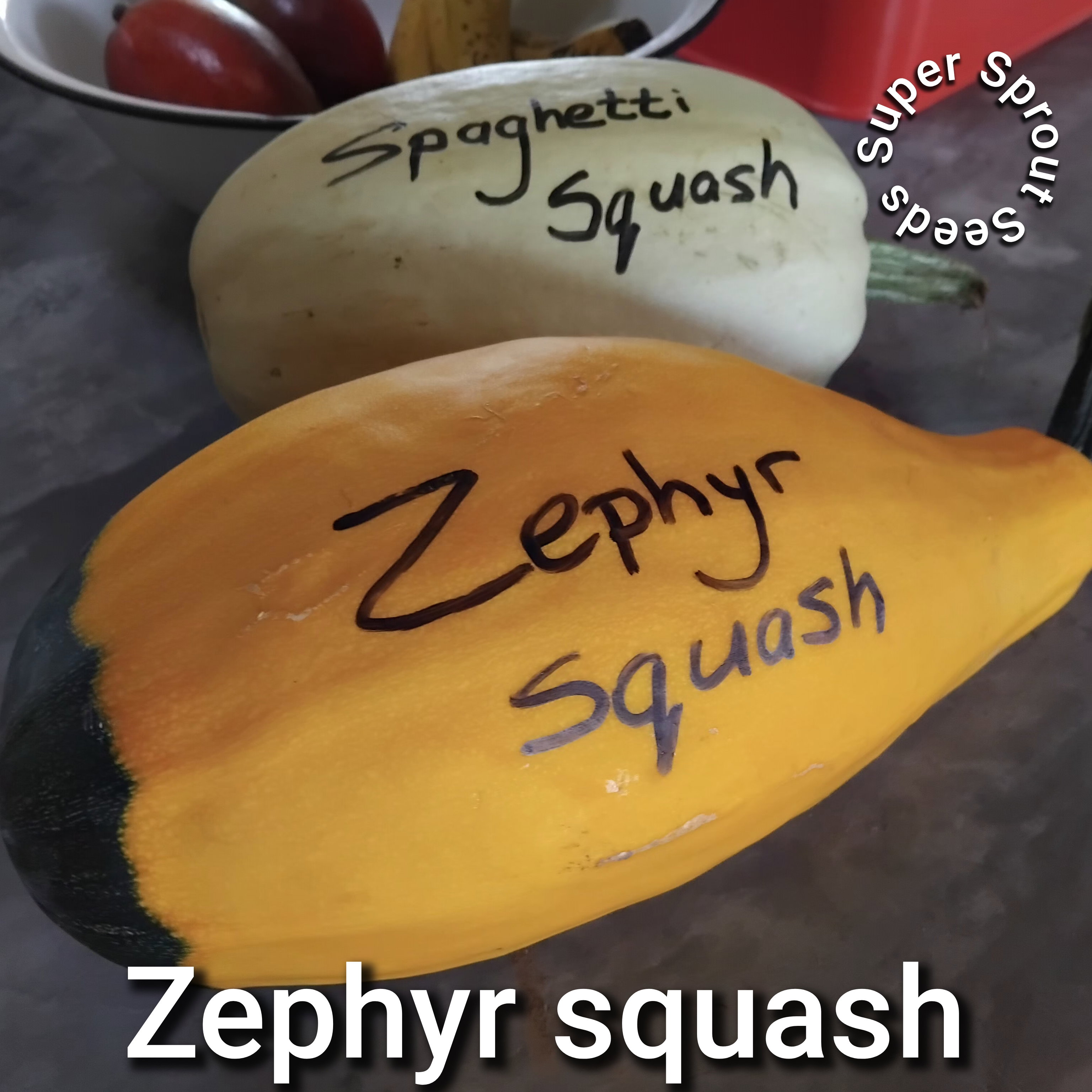 Zephyr squash x 6 seeds _2