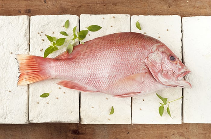 كيبارو كبيرة_0