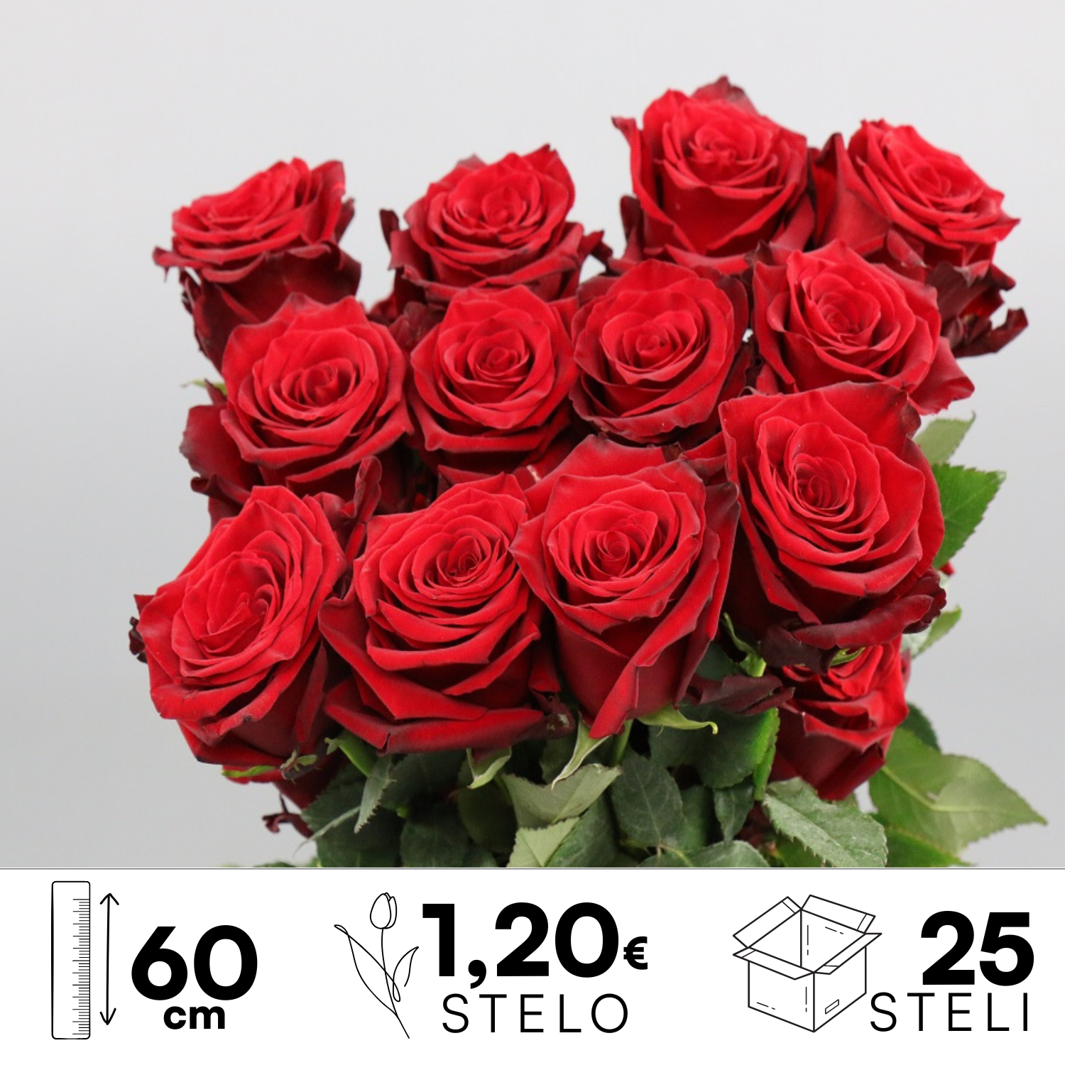 Rosa ec Explorer 60cm_0