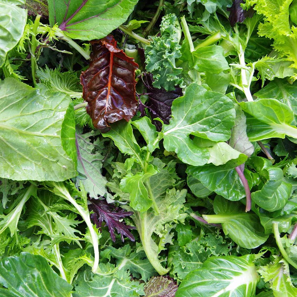 Salad mix ໃບສະຫລັດປະສົມ_2