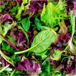 Salad mix ໃບສະຫລັດປະສົມ