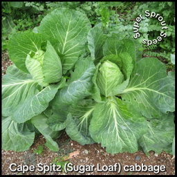 Cape Spitz cabbage x 50+ seeds 