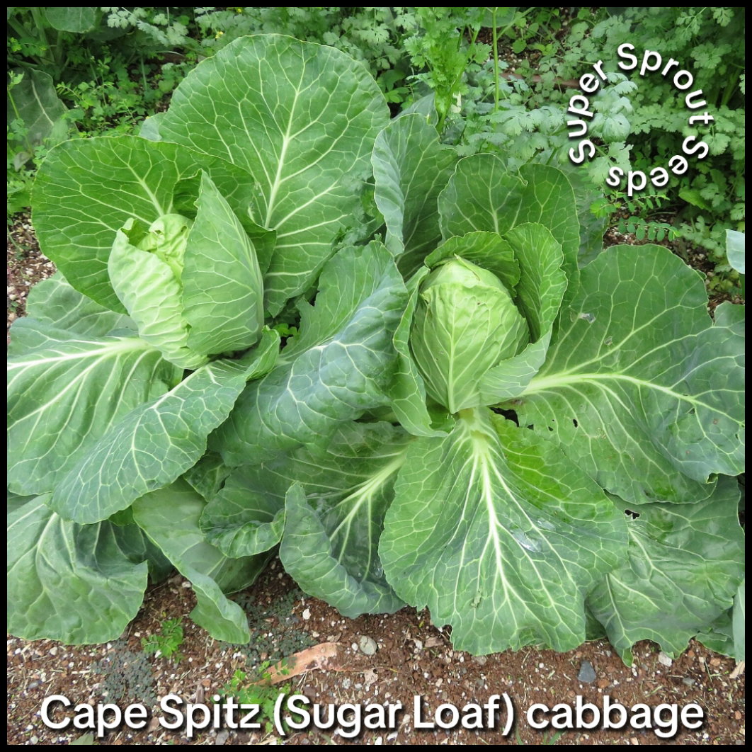 Cape Spitz cabbage x 50+ seeds _2