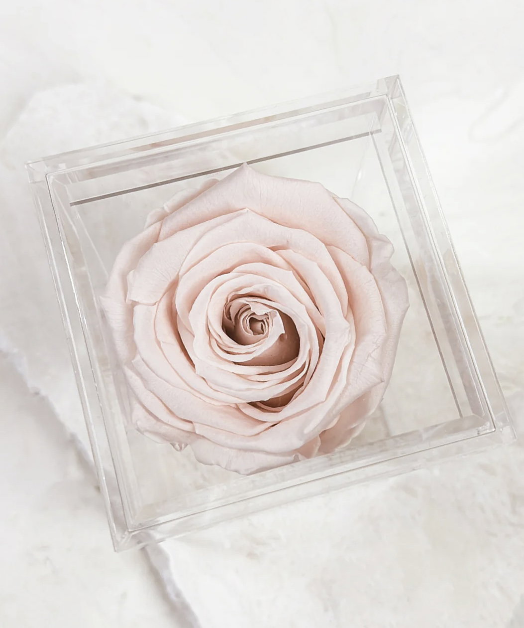 Single light pink rose