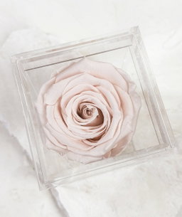 Single light pink rose 