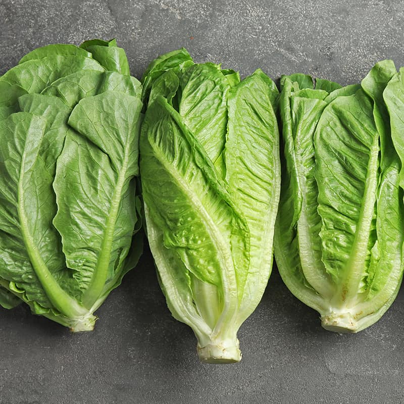 Lettuce ຜັກສະຫລັດ_2