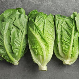 Lettuce ຜັກສະຫລັດ