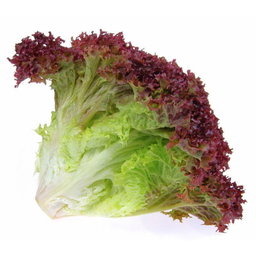 Lettuce ຜັກສະຫລັດ
