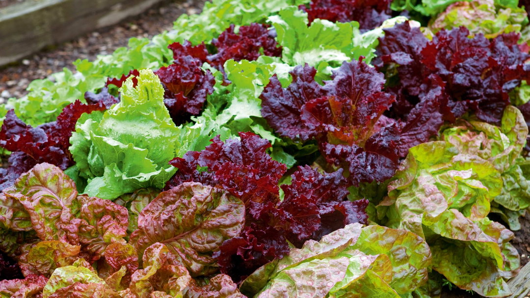 Lettuce ຜັກສະຫລັດ