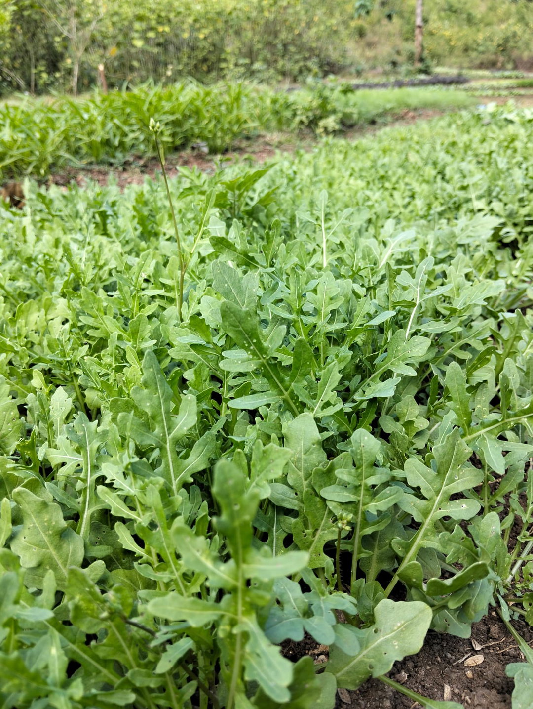Rocket Salad/Arugula ລັອກແກັດ