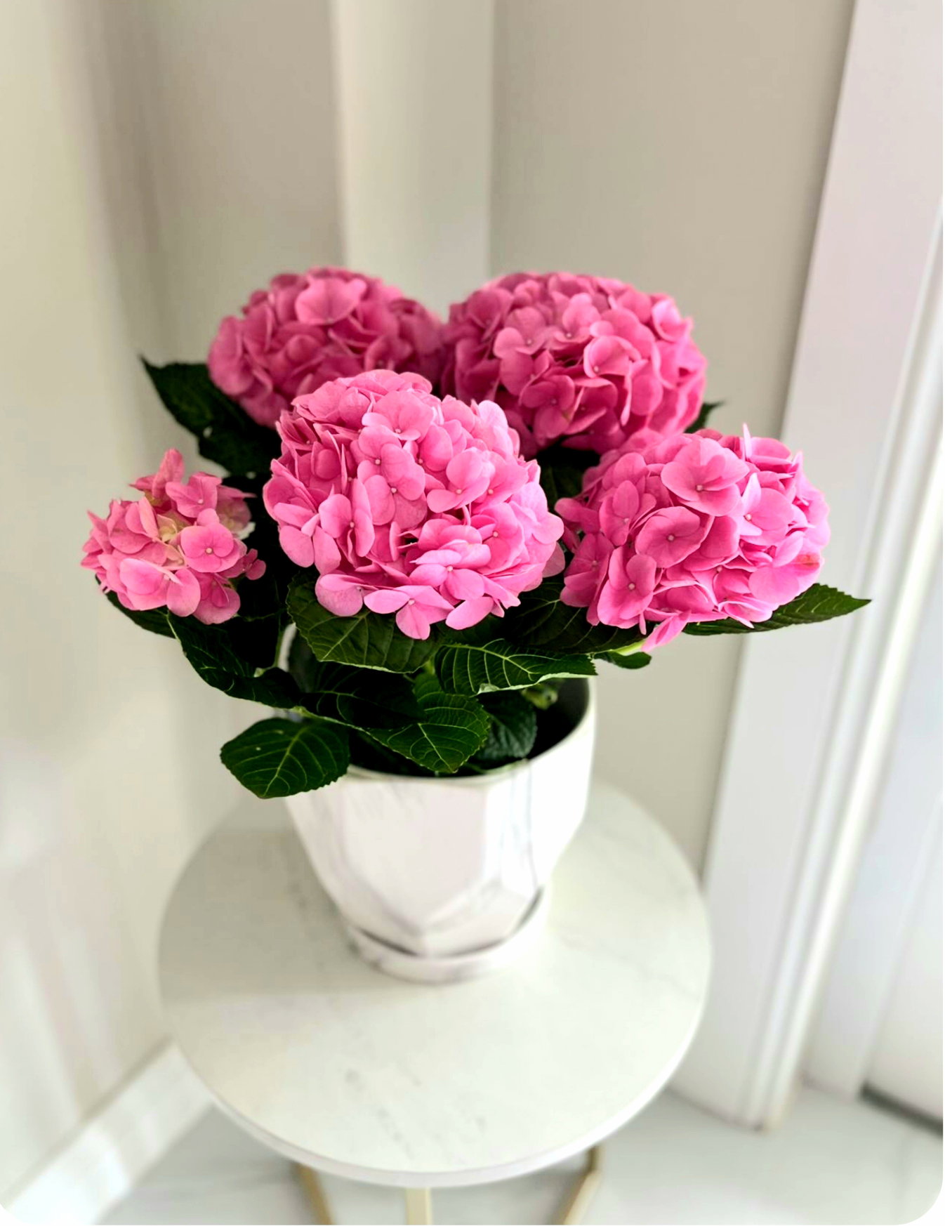 Hydrangeas _1