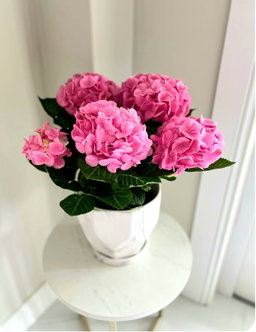 Hydrangeas 