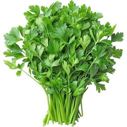 Cilantre