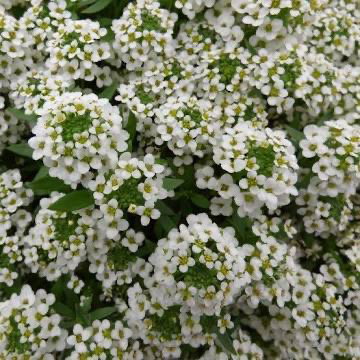 Lobularia( Flor de la mel)_0