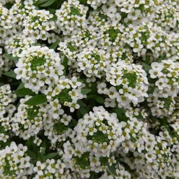 Lobularia( Flor de la mel)