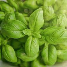 Pesto (Alfàbrega de fulla gran)