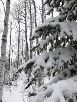 Invierno y Pinares