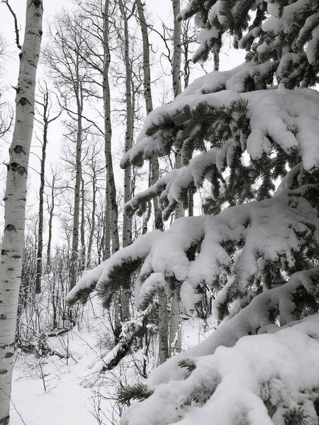 Invierno y Pinares