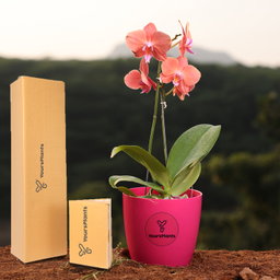 Orange Phalaenopsis Orchids Flower Plants