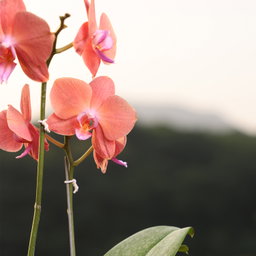 Orange Phalaenopsis Orchids Flower Plants