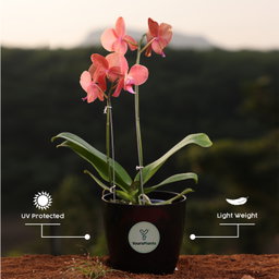 Orange Phalaenopsis Orchids Flower Plants