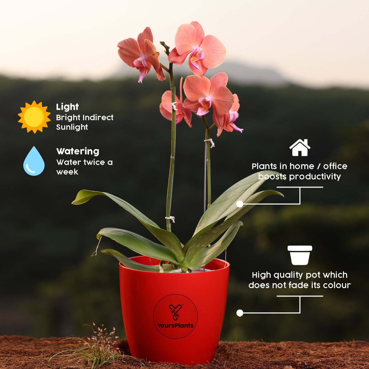 Orange Phalaenopsis Orchids Flower Plants_4