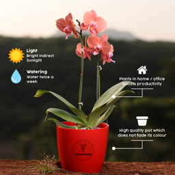 Orange Phalaenopsis Orchids Flower Plants