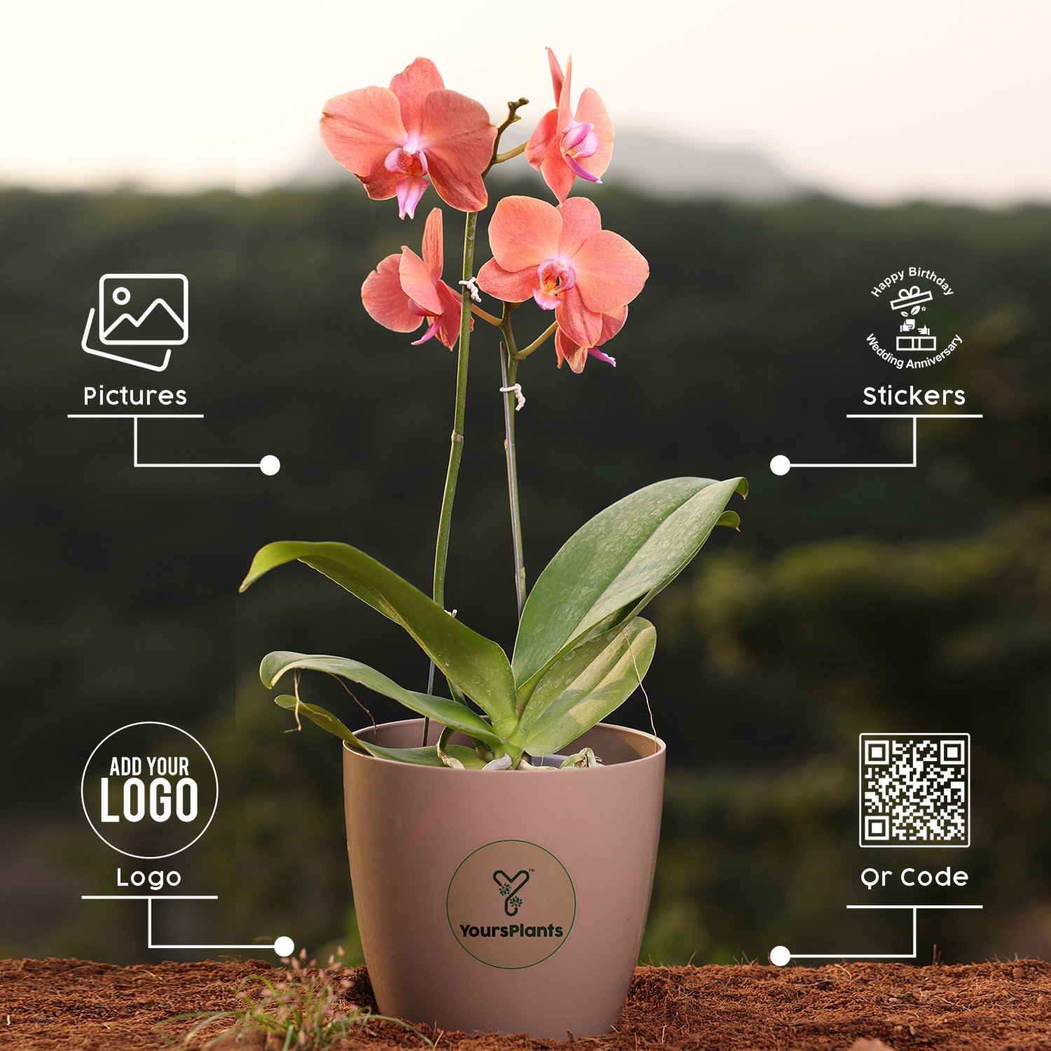 Orange Phalaenopsis Orchids Flower Plants_3