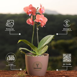 Orange Phalaenopsis Orchids Flower Plants