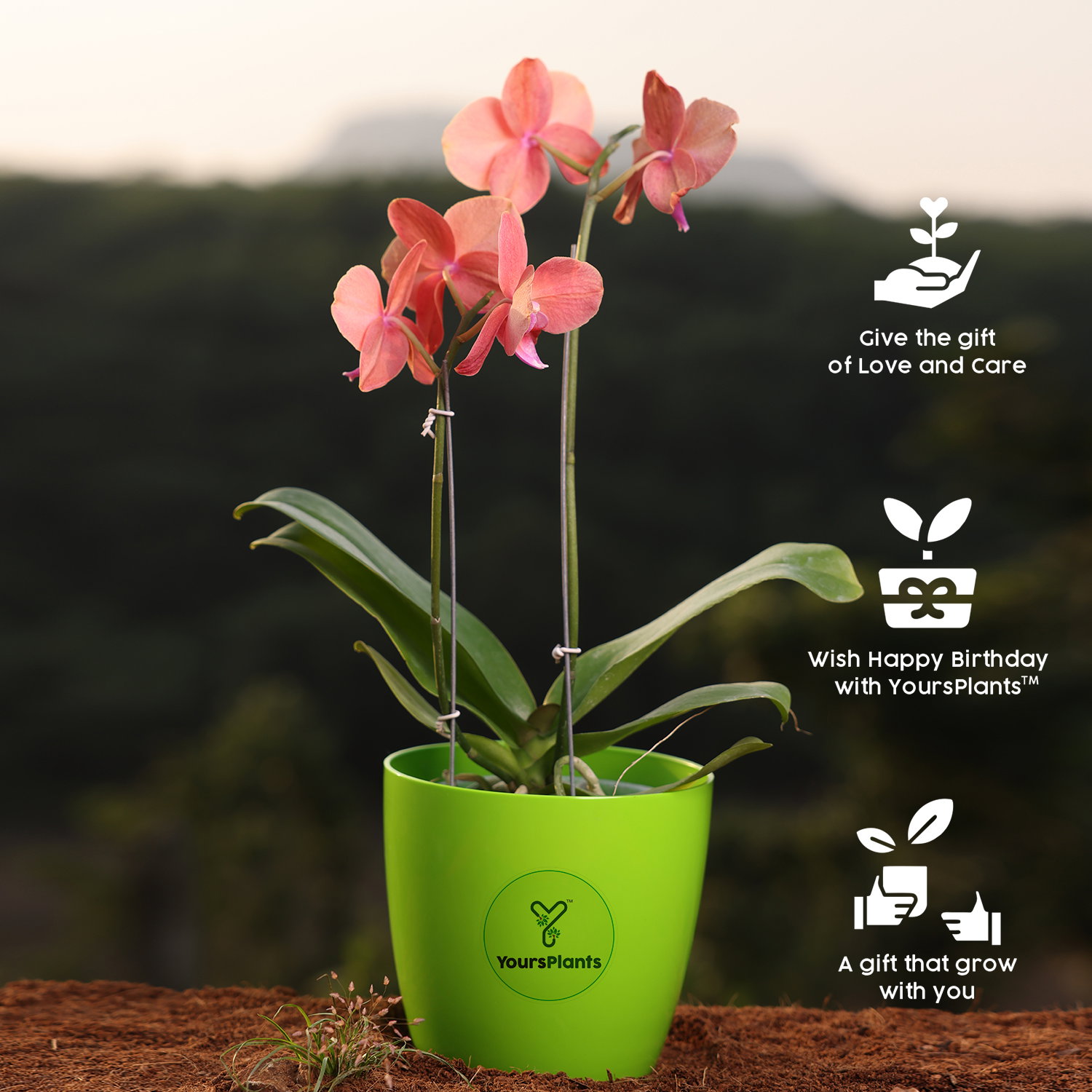 Orange Phalaenopsis Orchids Flower Plants_5