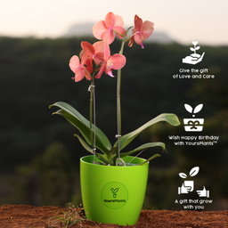 Orange Phalaenopsis Orchids Flower Plants