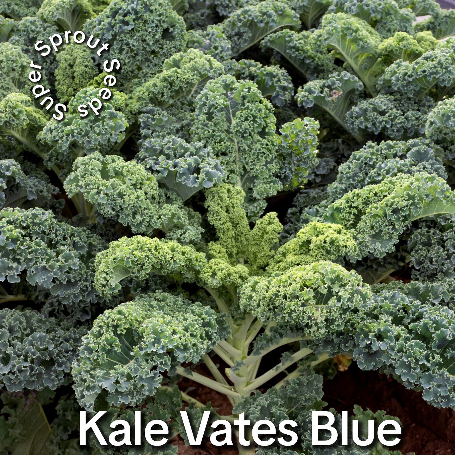Kale Vates Blue curly  x 50 seeds_2