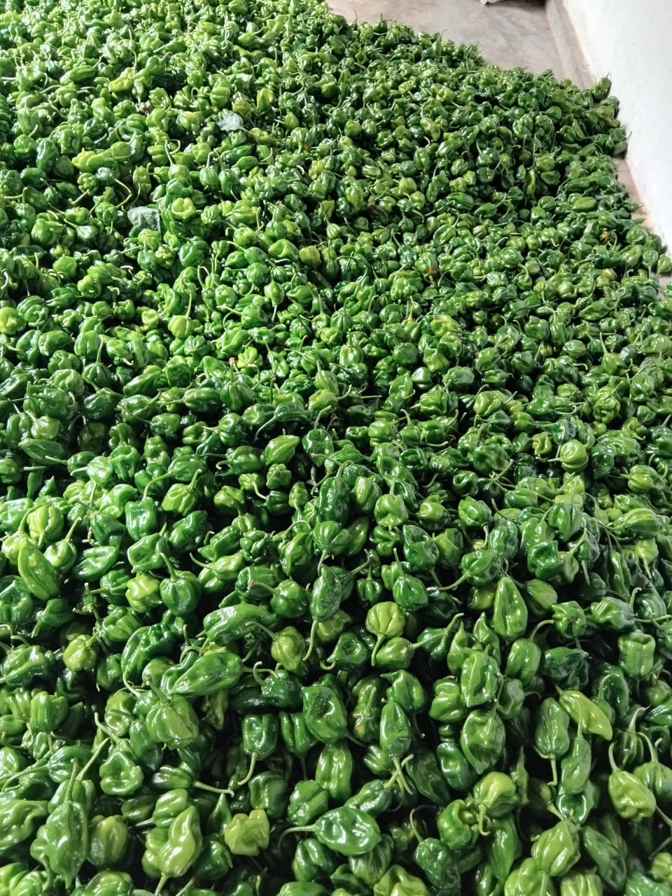 Hot Pepper (නයි මිරිස්) 50 plants pax_2