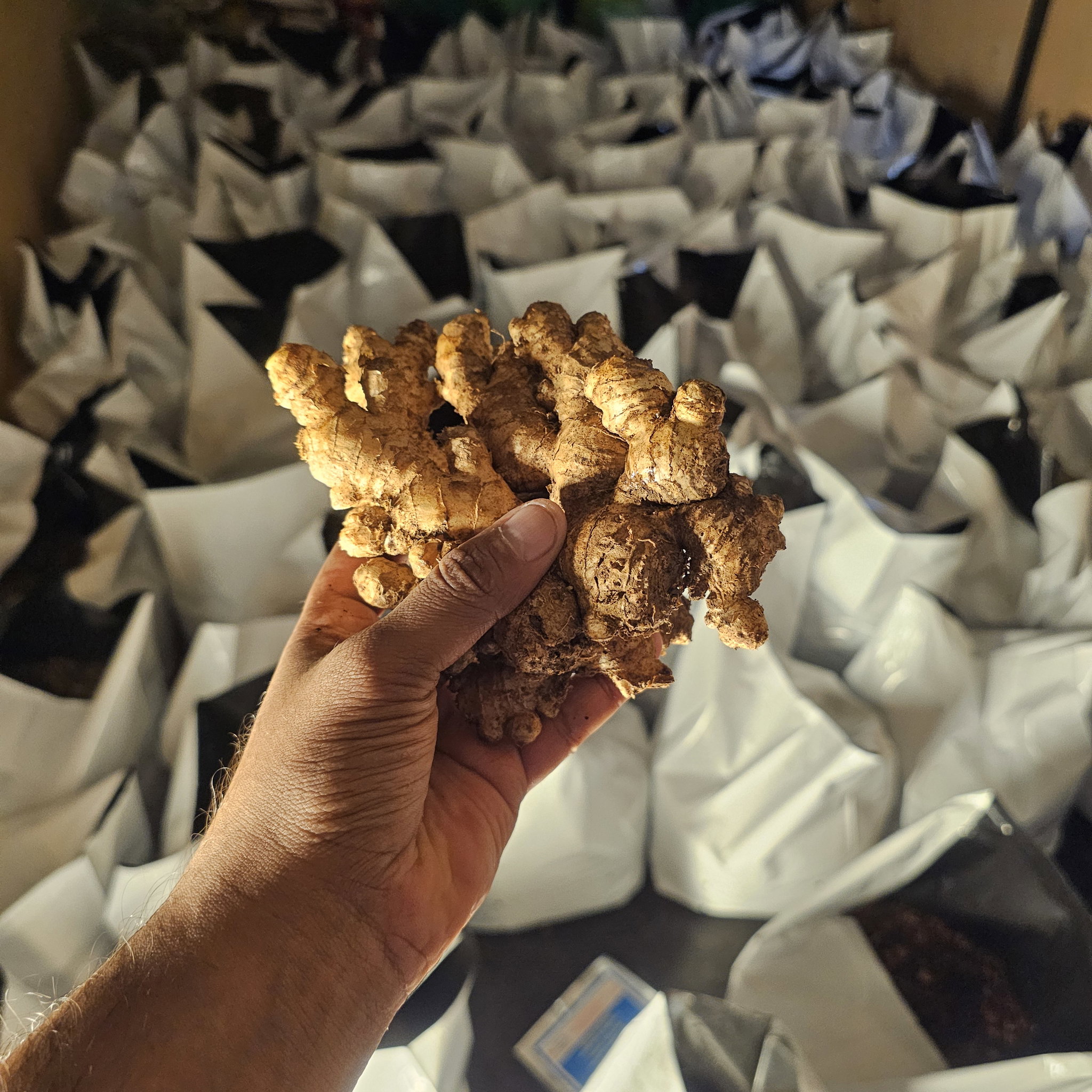 Ginger Seeds (බීජ ඉඟුරු)_1
