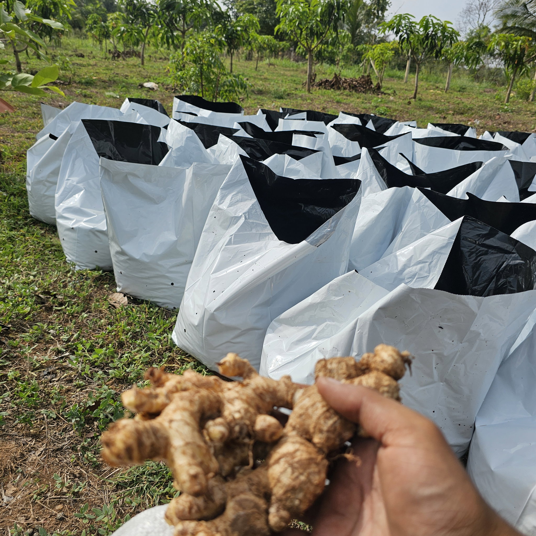 Ginger Seeds (බීජ ඉඟුරු)_2