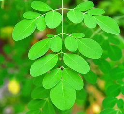 fresh green leaves