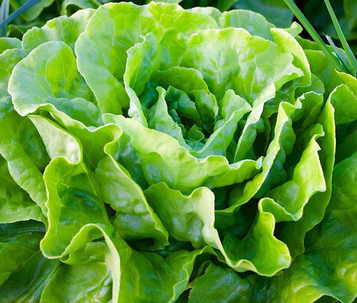 lettuce