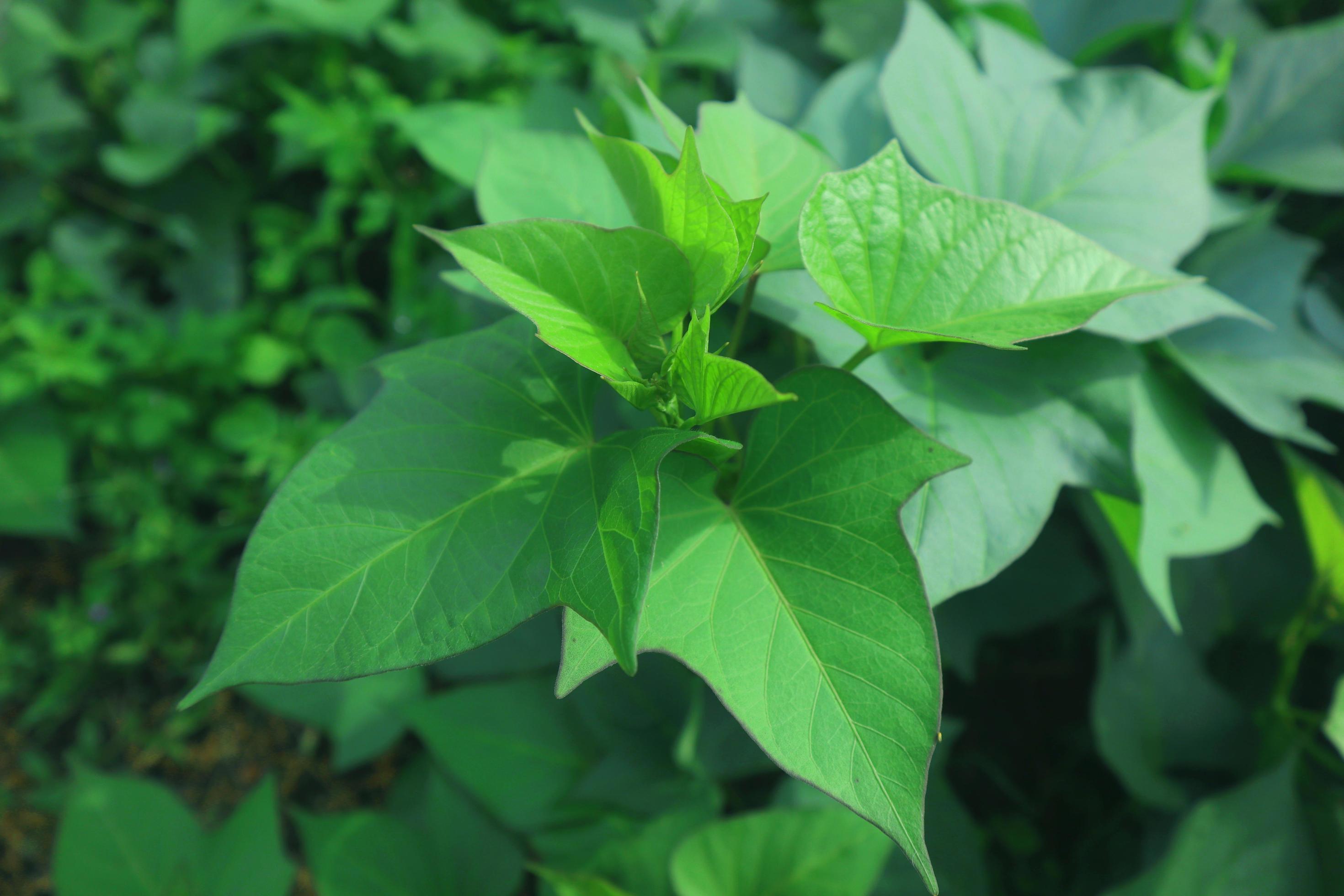 sweat potato leaves