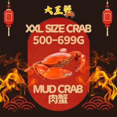 XXL SIZE 肉蟹 (500-699G)