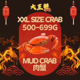 XXL SIZE 肉蟹 (500-699G)