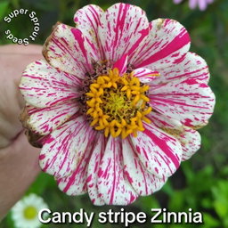 Candy stripe zinnia x 25 seeds 