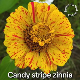 Candy stripe zinnia x 25 seeds 