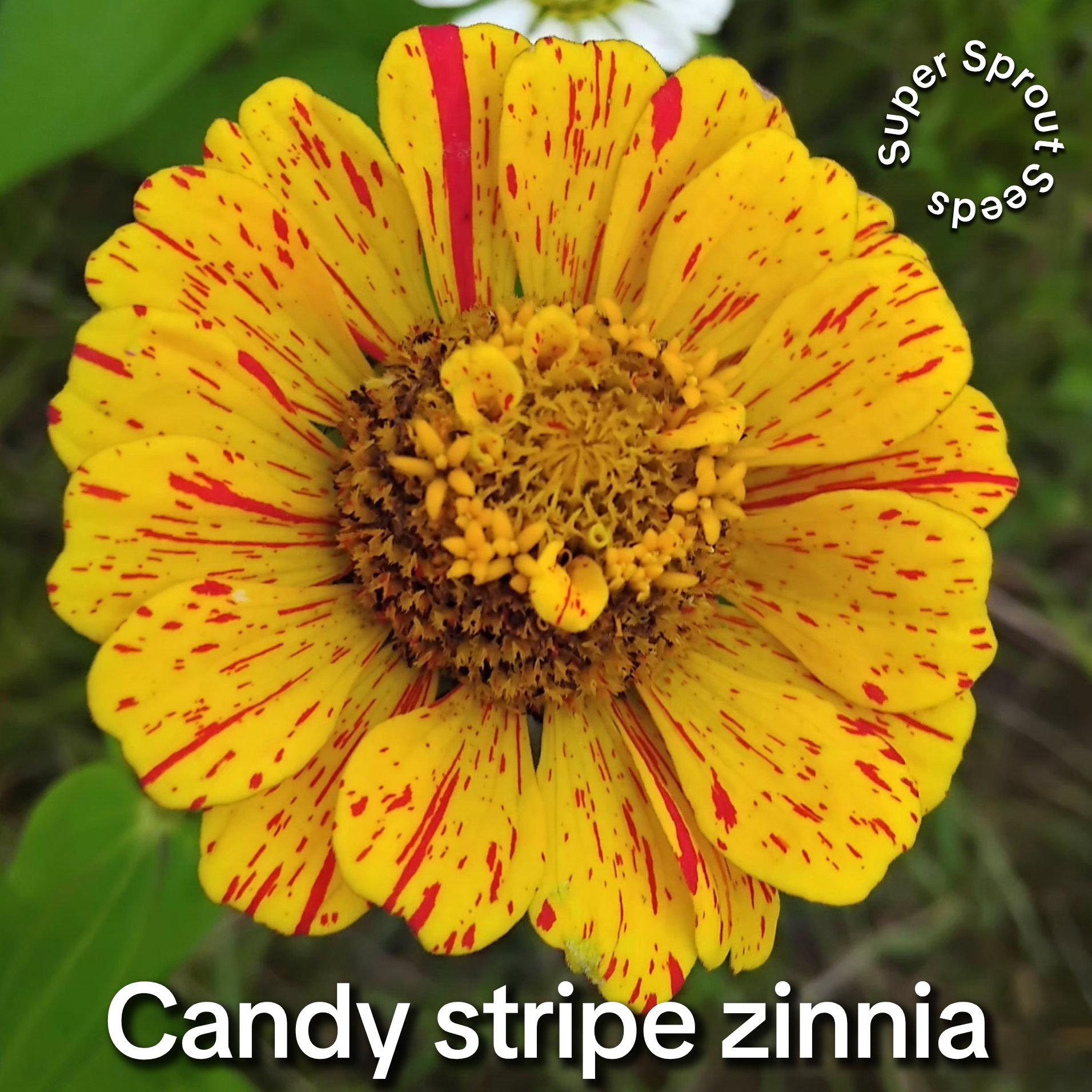 Candy stripe zinnia x 25 seeds _3