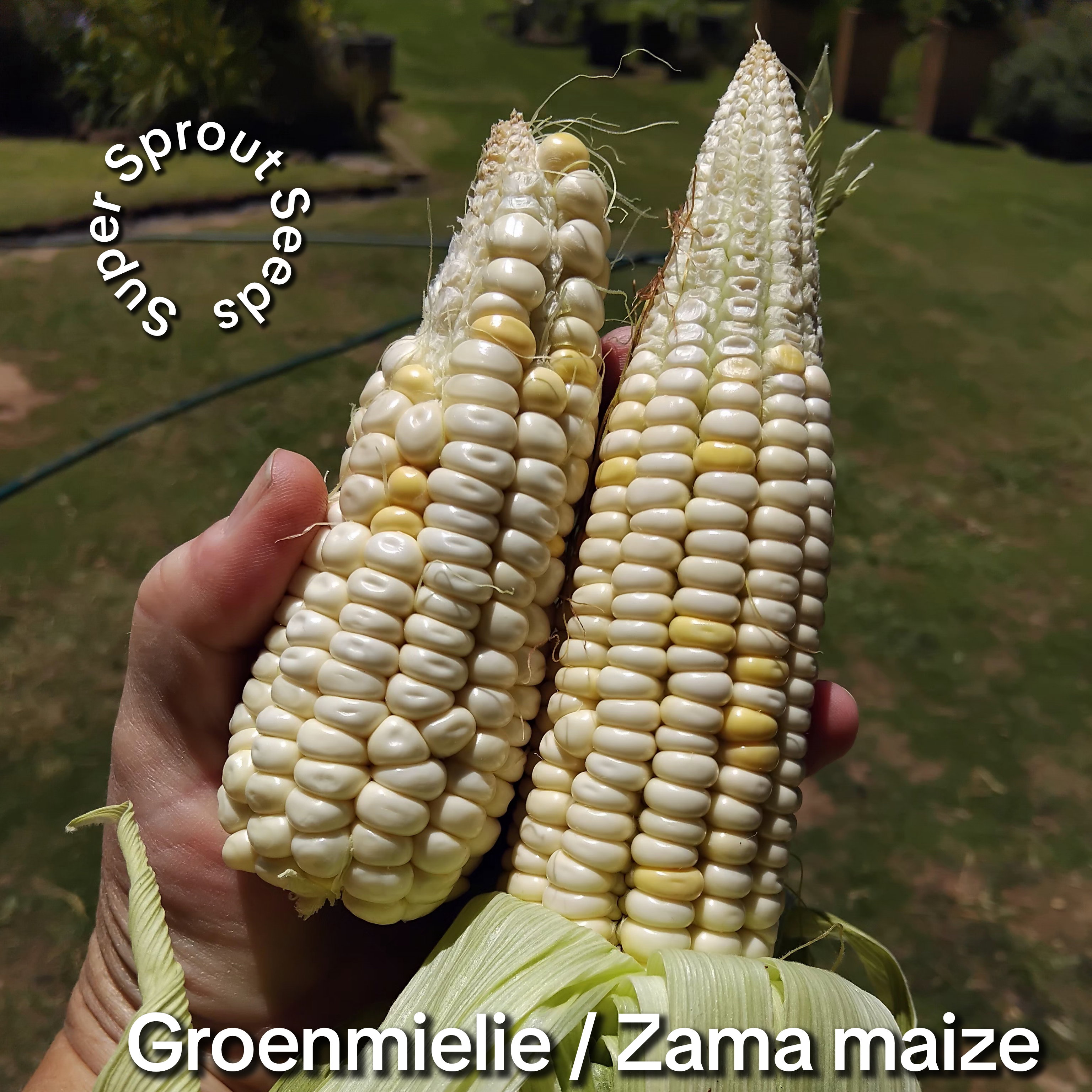 Groenmielie / Zama maize x 25 seeds organic _2